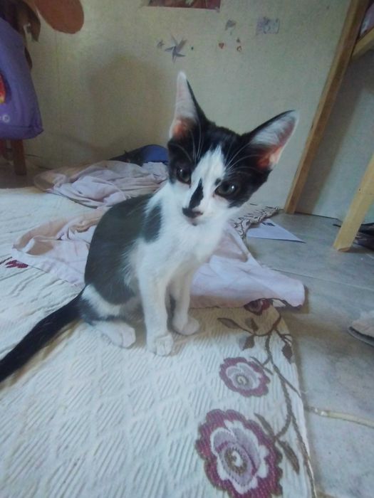 gatinha 3 meses fêmea