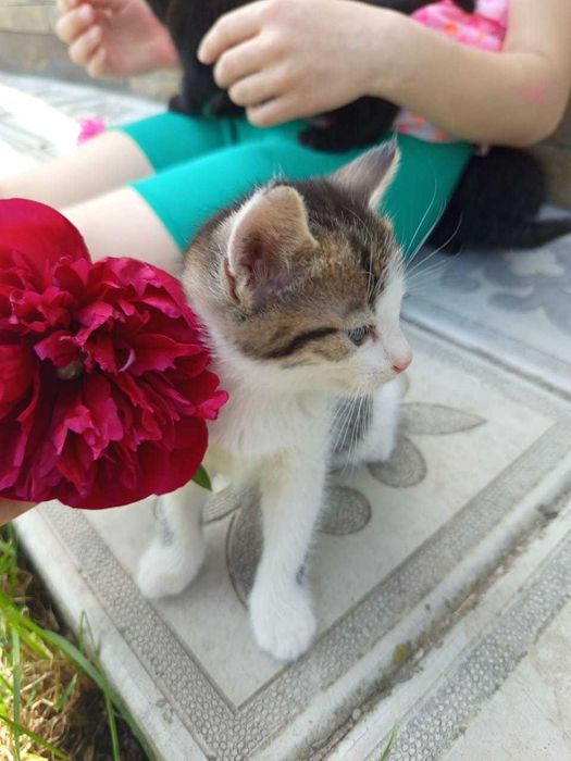 Кошенята шукають свій дім