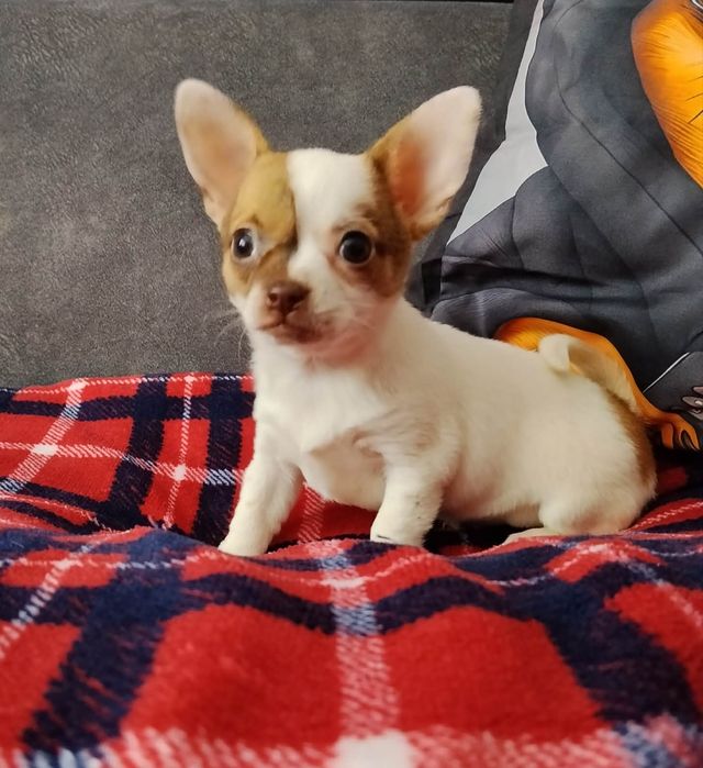 Chihuahua miniaturowa sunia