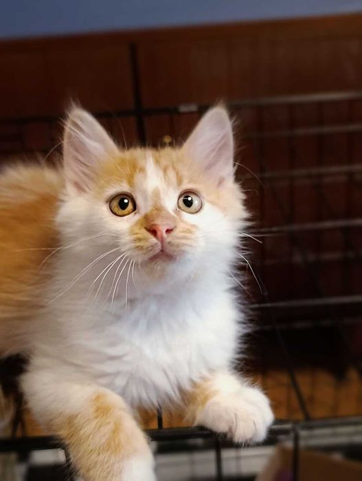 Котята котики кошки красивые  бесплатно в дар