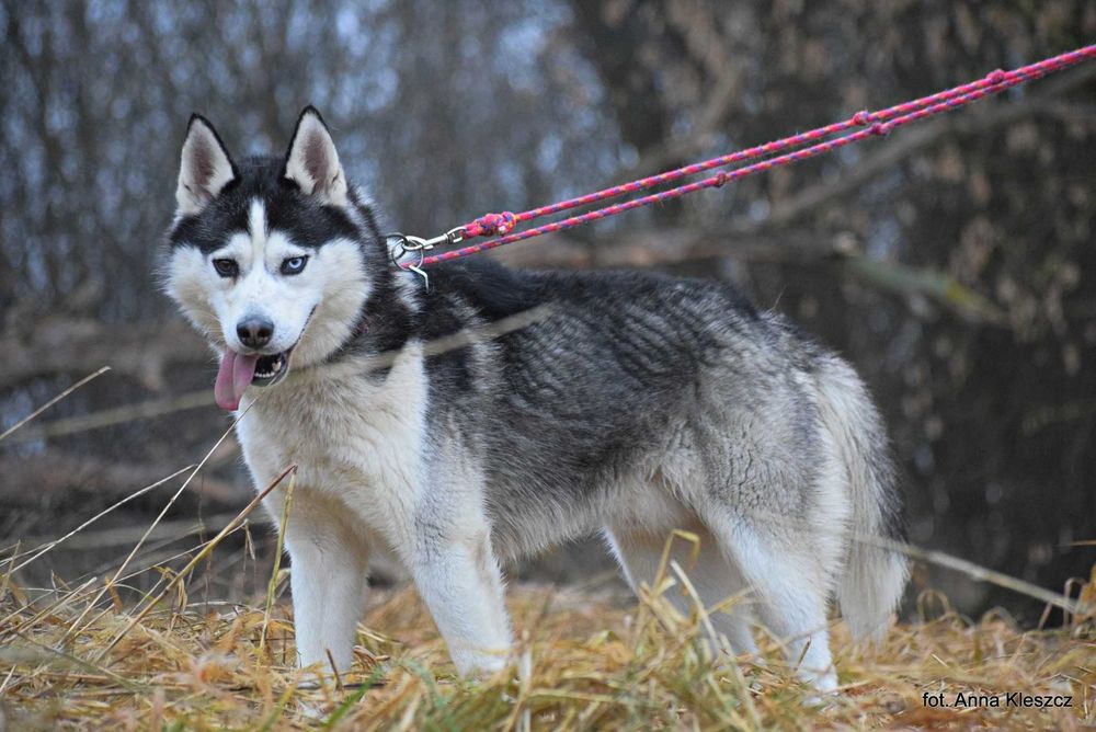 Azurro - młody pies w typie siberian husky adopcja