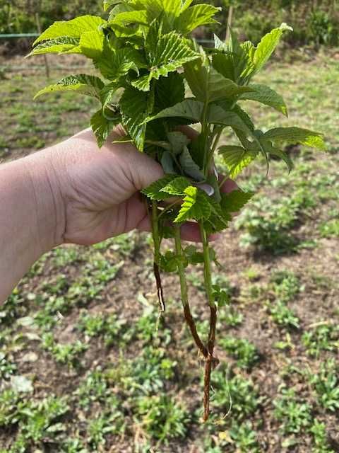 Pés de Framboesa vermelhas e amarelas