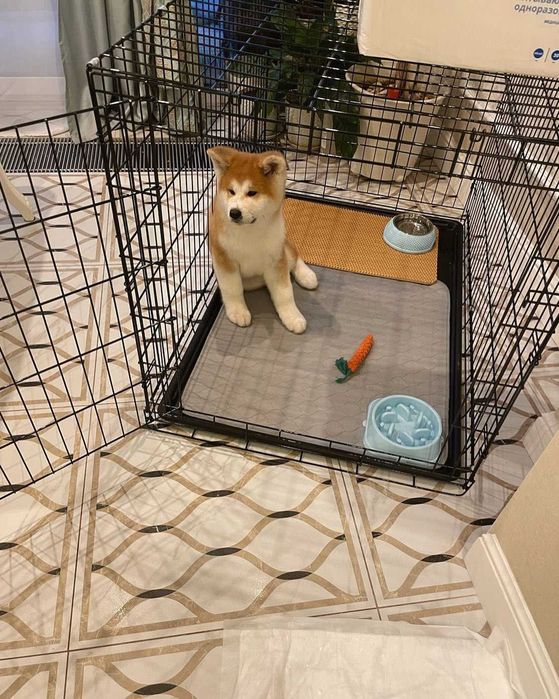 Клітка клетка, переноска домик место манеж для собак кошек щенка котят