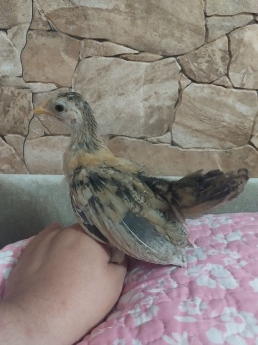Galinhas seramas