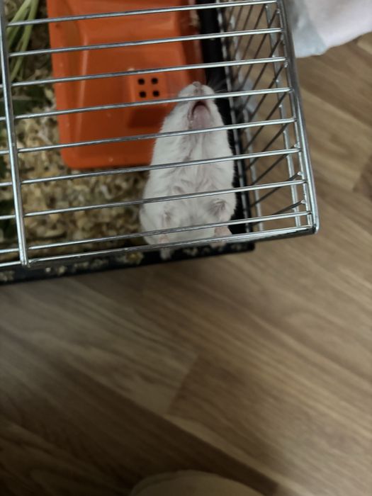 Sprzedam samice chomika dżungarskiego