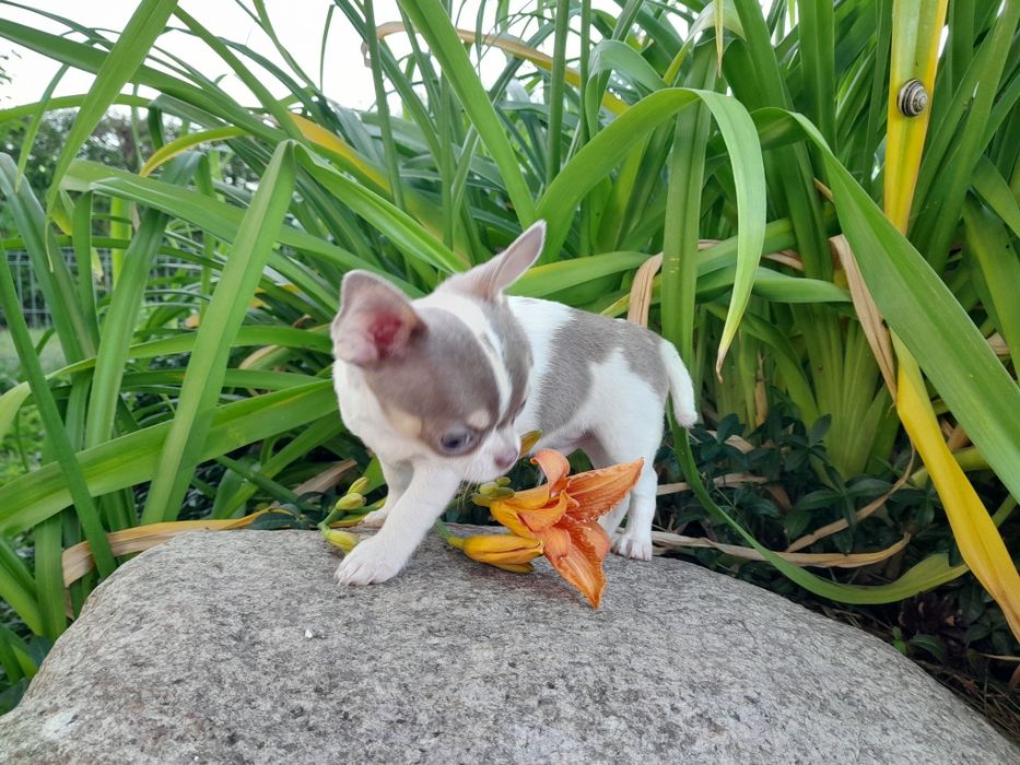 Chihuahua piesek