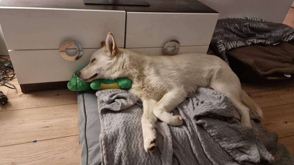 HAPPY młodziutki aktywny psiak poleca się do adopcji