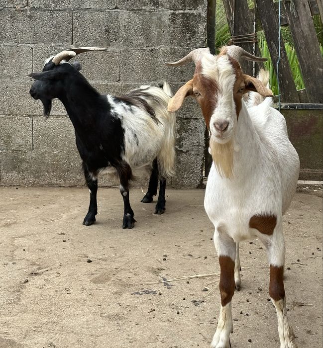 Cabra possivelmente prenha e Chivo boer com 10 meses de idade