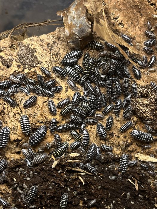 Armadillidium maculatum