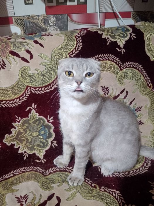 Віддам у добрі руки,Гарна вісловуха британка,1 роди 5 котят