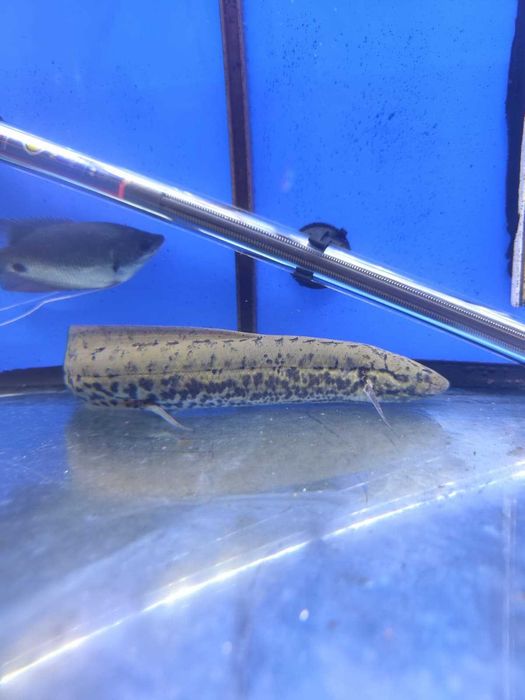 Protopterus annectens 24-26cm