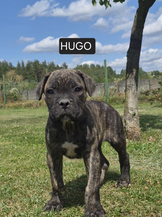 Cane Corso Szczeniak