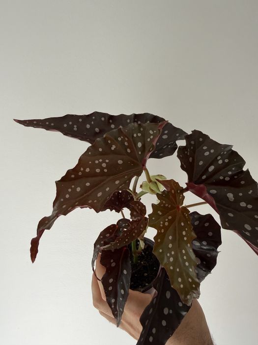 Begonia black forest