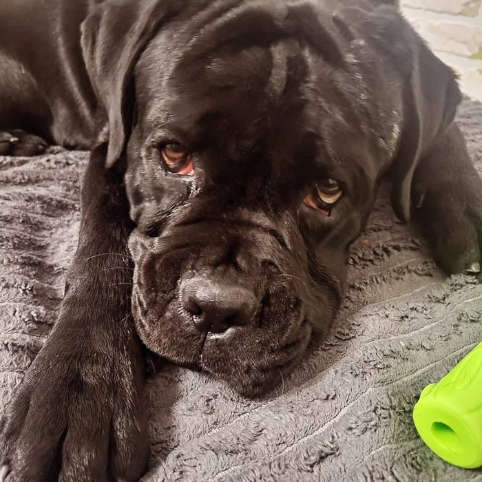 Кане Корсо преміум  | передзамовлення | Івано-Франківськ