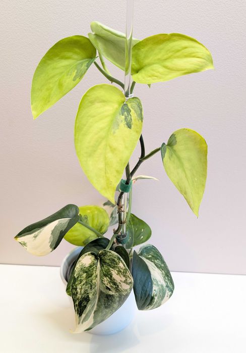 Scindapsus jade satin variegata cięta sadzonka