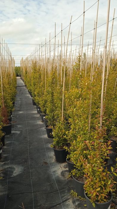 Eugenias newport para sebes