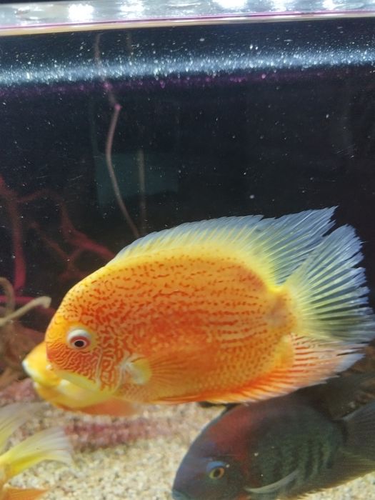 Pirlęgnice Severum