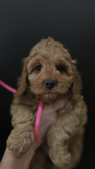 Idealna bardzo inteligentna cockapoo spaniel pudel po szkoleniu