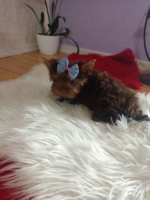 York chłopczyk o urodzie laleczki