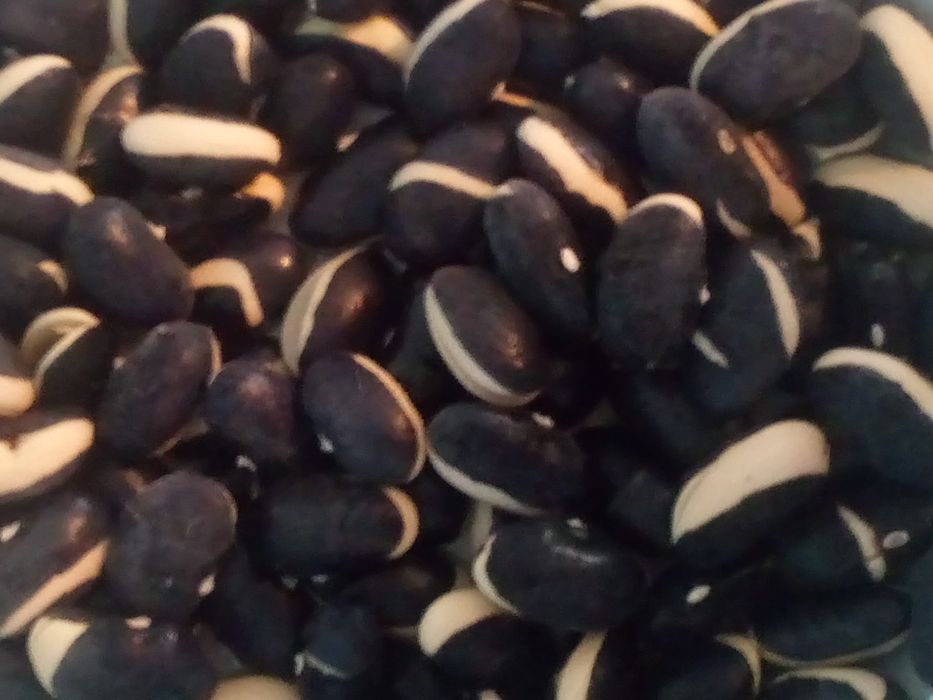 Продам голандську спаржеву , чеську ранню спаржеву квасолю (насіння).