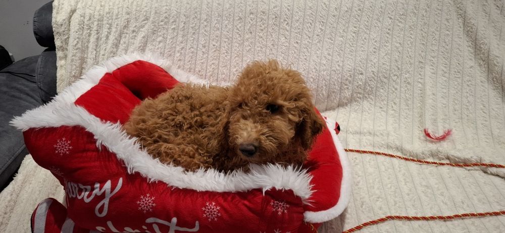 Goldendoodle f1b standard