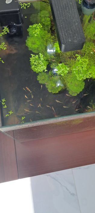 Vendo guppys hendler recem nascidos