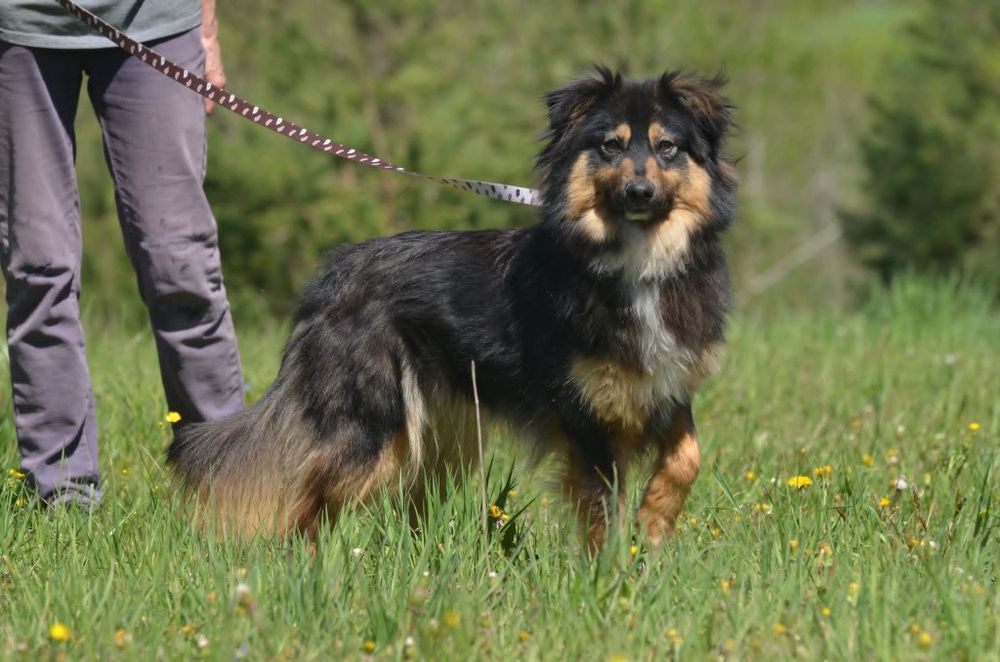 Mati- do adopcji