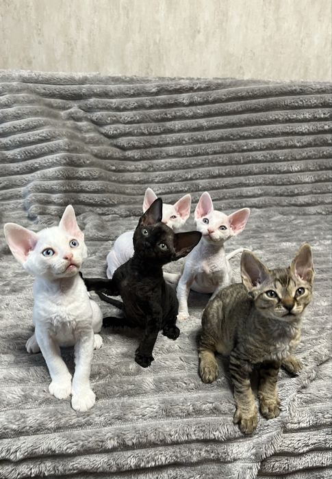 Кошенята Девон рекс/ Devon Rex