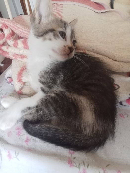 Gatinhos bebés para adoção responsável  e carinho