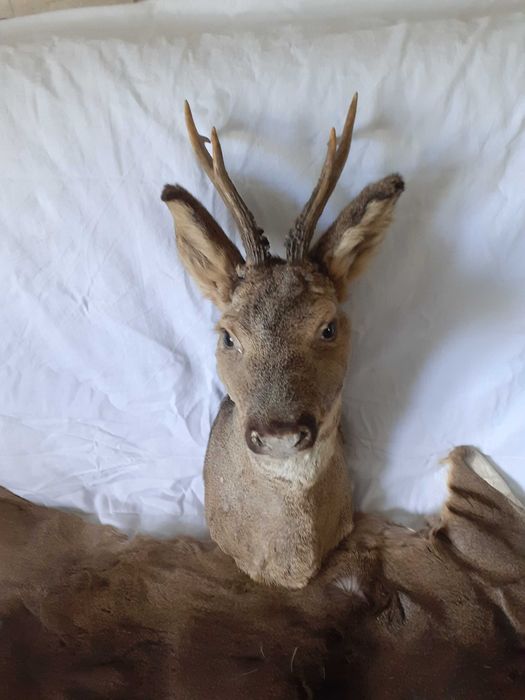 Trofeum medalion jelenia