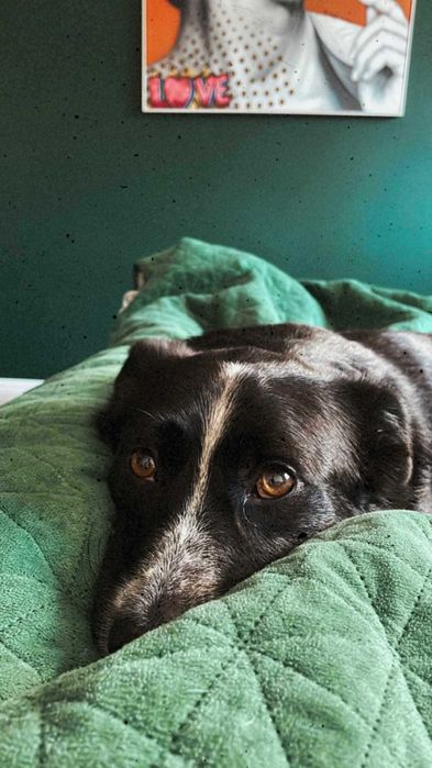 Kleksio po 5 latach wraca do kojca