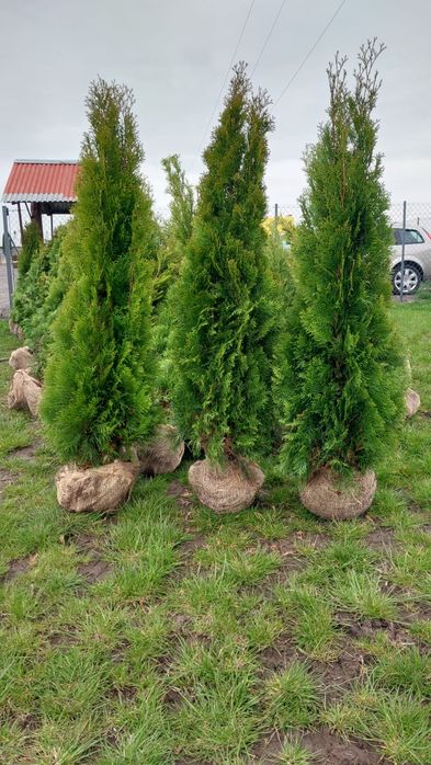 Tuja Szmaragd 160cm-19zł