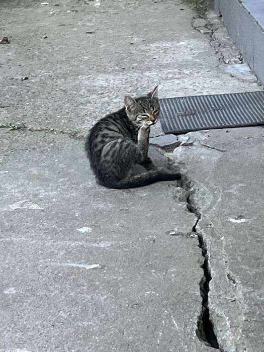 debica odrobaczone kocurki do adopcji