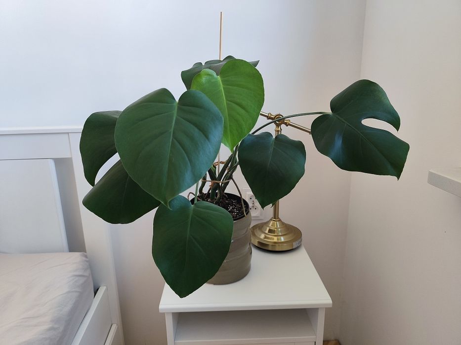 Monstera deliciosa XL ok. 60 cm