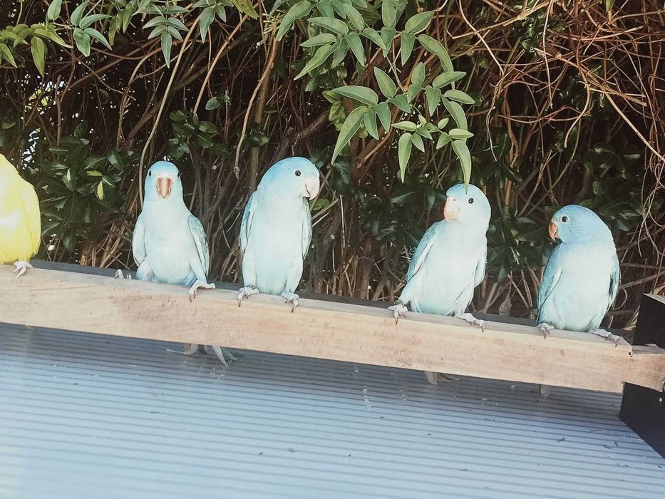 Ring neck domesticados