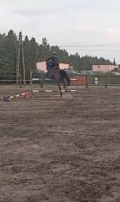 Piękna klacz skokowa