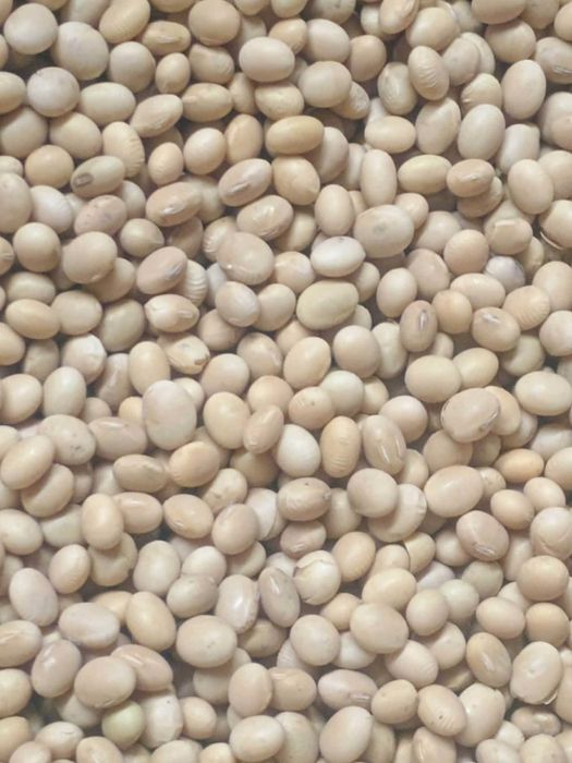 Soja do siewu czyszczona Abaca