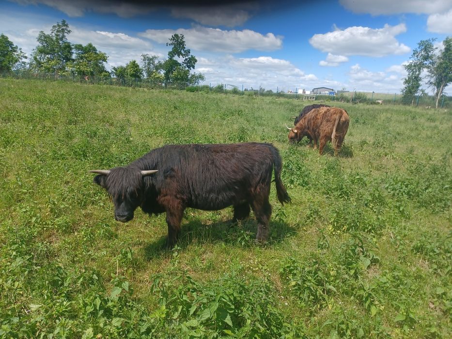 Sprzedam bydło Highland