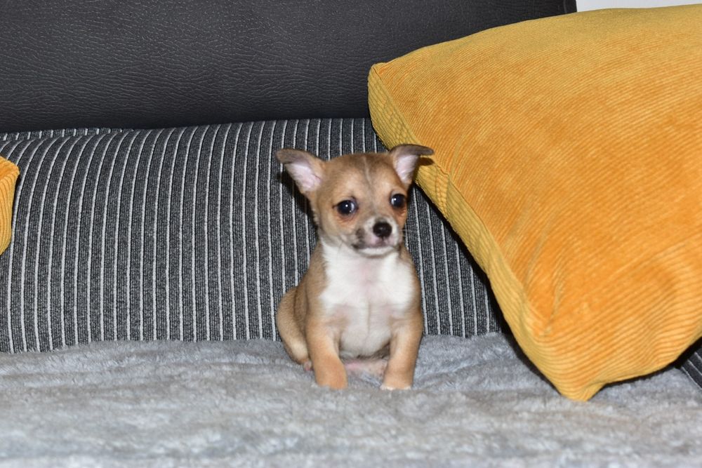 Chihuahua fêmea disponível