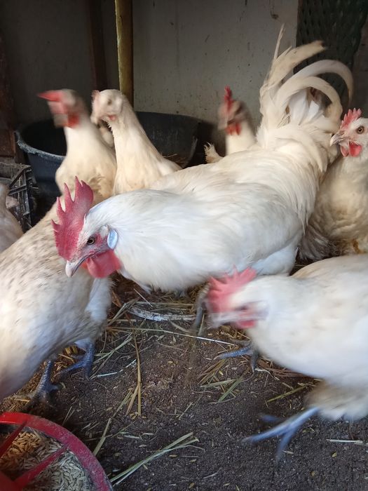 Ovos galados de galinha de raça