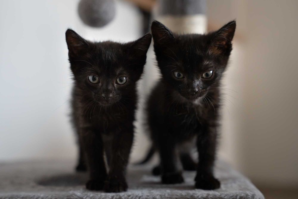 Kokosik i Śliweczka do adopcji