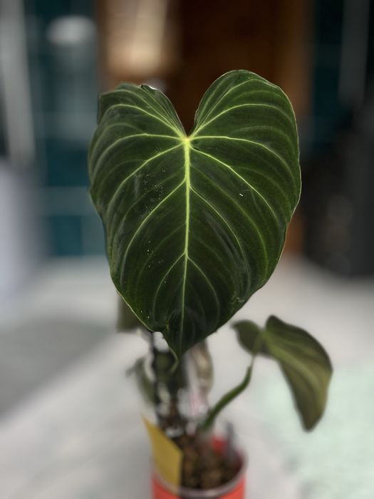 Philodendron splendid