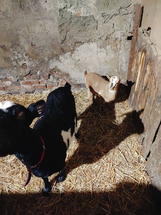 Sprzedam kozy miniatura