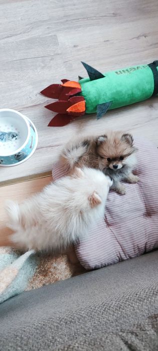 Красуня- дівчинка  та хлопчик продам