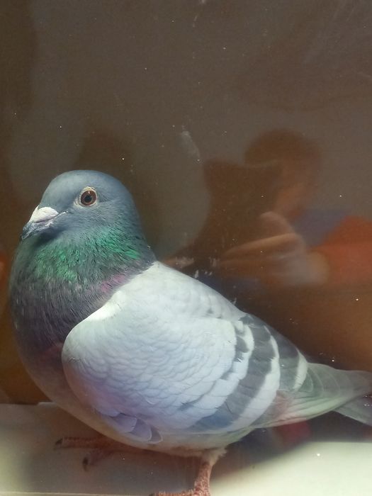 Gołębie pocztowe samice z rozpłodu