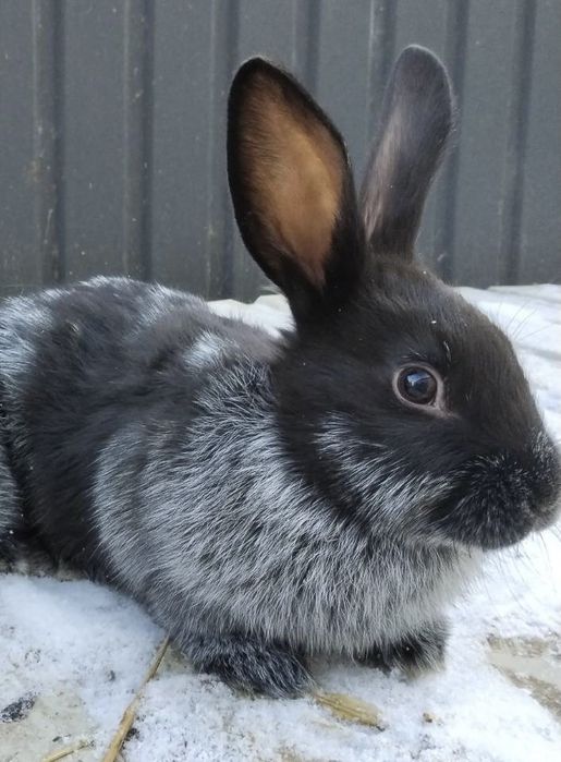 Кролики. Полтавське срібло