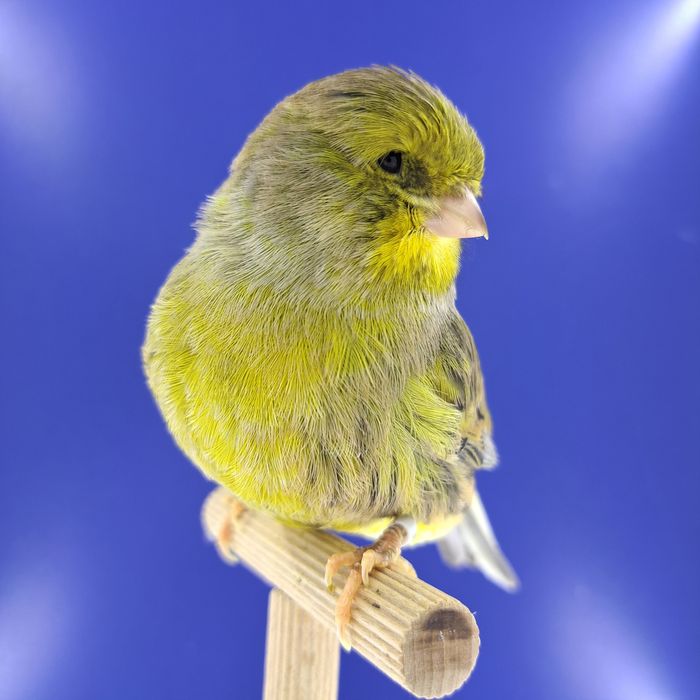 Kanarek, samczyk 14 - sprzedam, Wrocław