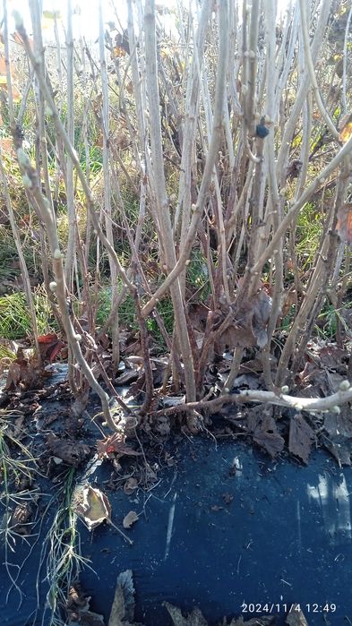 Продам саджанці смородини