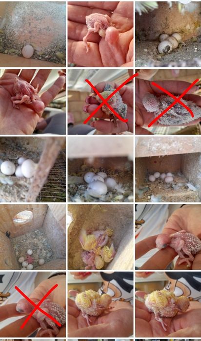 Piriquitos criar a mao