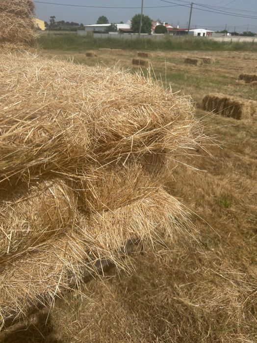 Fardos de palha/feno